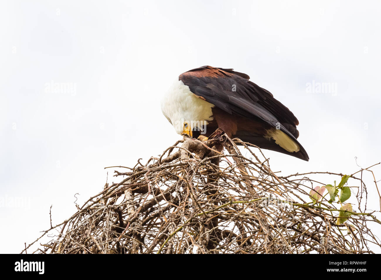 Adler Fischer in der Nähe des Nestes. Lake Baringo, Kenia Stockfoto