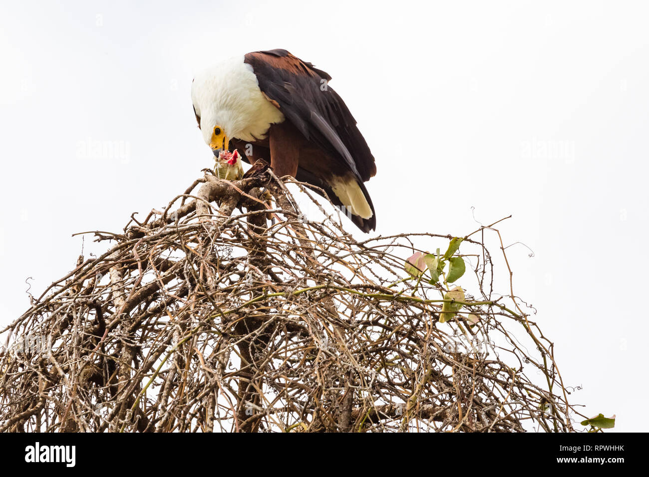 Adler Fischer isst Fisch in der Nähe des Nestes. Lake Baringo, Kenia Stockfoto