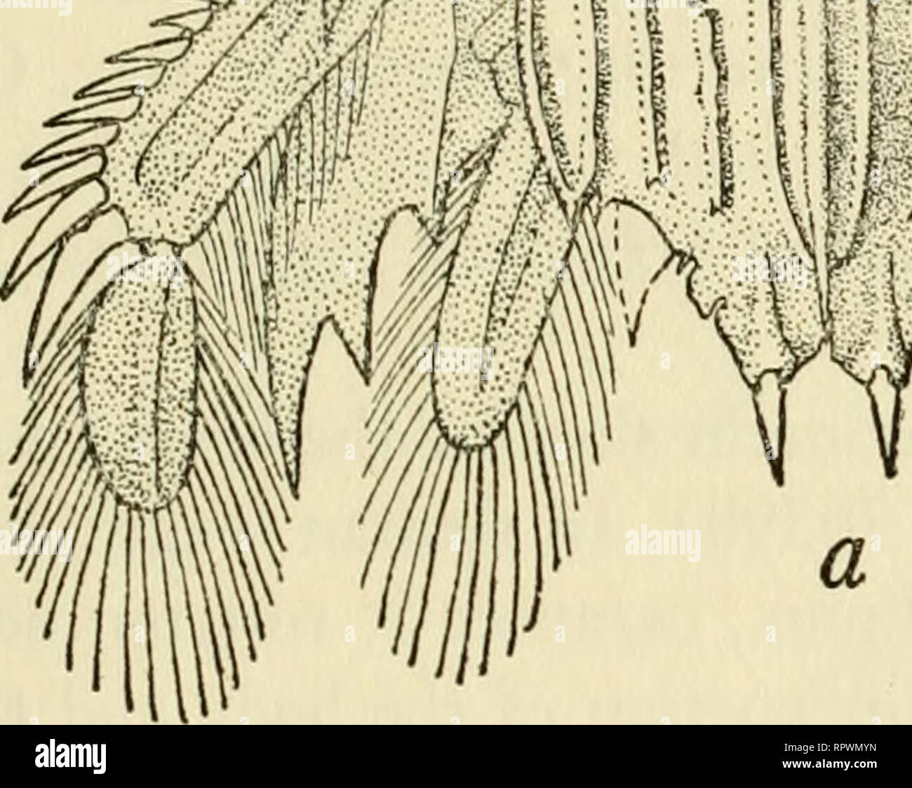 Syn schmitt Fotos und Bildmaterial in hoher Auflösung Alamy