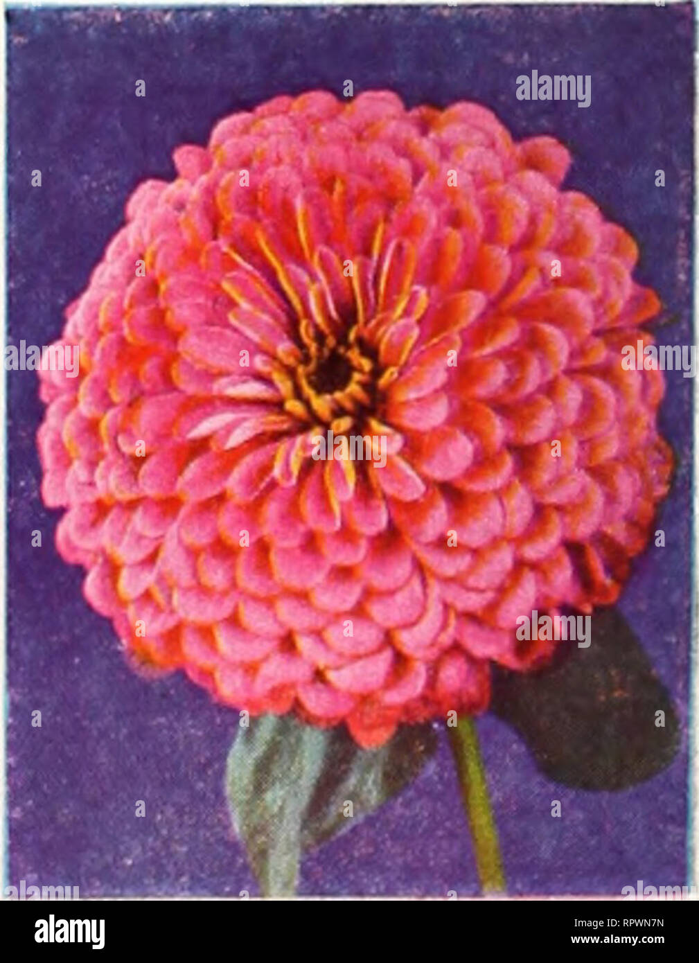 Zinnie Lachs Farbig Blumensamen Annual 50