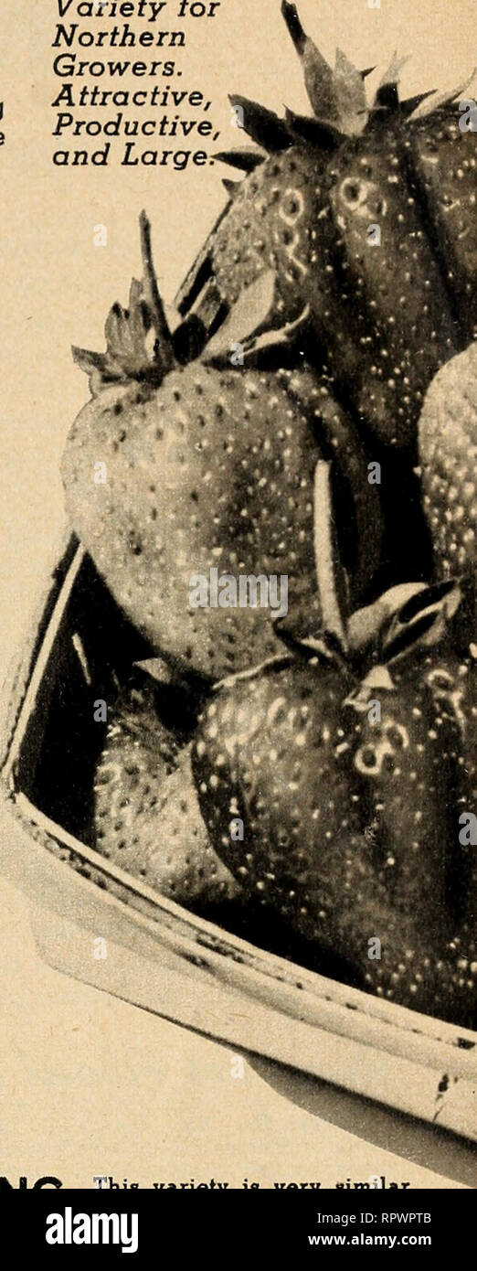 . Allens Buch der Beeren: 1951. Baumschulen (Gartenbau) Maryland Salisbury Kataloge; Baumschulen Maryland Salisbury Kataloge; Erdbeeren Maryland Salisbury Kataloge. ROBINSON Robinson wurde in Michigan vor einigen Jahren eingeführt und hat viele Freunde unter denen, die in der Quantität der Produktion von attraktiven Beeren interessiert sind. Diese drei Robinson Berichte zeigen, warum. ROBINSON - Wertvolle neue Sorte für den nördlichen Züchter. Attraktive, produktiv, und Große * 19 Kane Co., Illinois, 12. Juli 1950. Kann einfach nicht genug von ihnen" "Das Robinson Tun wunderbar hier und unsere Stockfoto