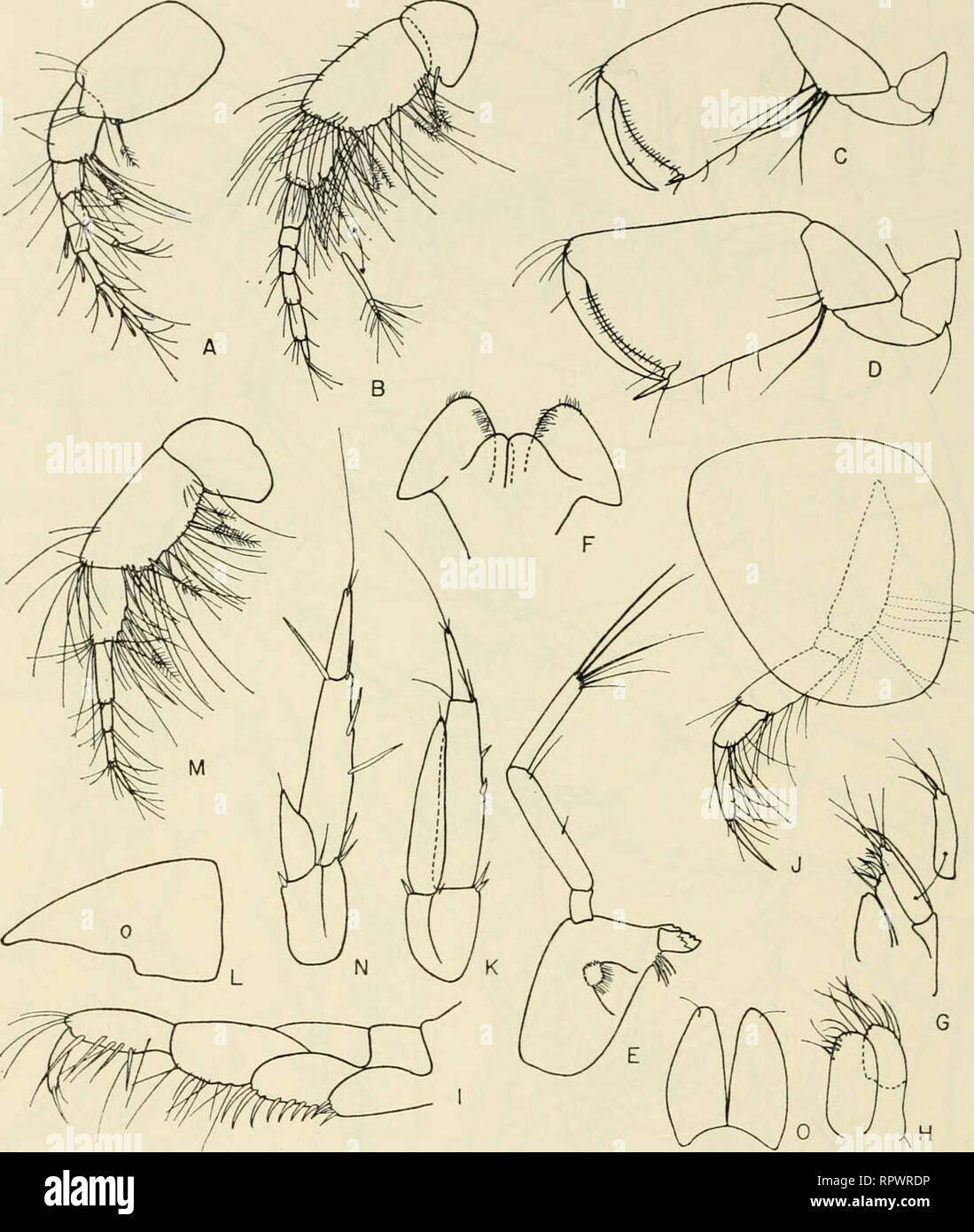 . Allan Hancock Pacific Expeditionen. [Berichte]. Wissenschaftliche Expeditionen. 152 Allan Hancock PACIFIC EXPEDITIONEN VOL. 27. Abbildung 38 Coxophoxus Hidalgo, neue Gattung, neue Arten. Holotyp, männlich, 4,0 mm, Sta. 5943: A, B, Antennen 1, 2; C, D, gnathopods 1, 2; E, raandi-ble; F, Unterlippe, G, H, maxillae 1, 2; I, J, pereopod maxilliped; 2; K, uropod 3. Weiblich, 4,5 mm: L, Leiter; M, Antenne 2; N, uropod 3; O, Telson.. Bitte beachten Sie, dass diese Bilder aus gescannten Seite Bilder, die digital haben für die Lesbarkeit verbessert - Färbung und Aussehen dieser Abbildungen können nicht Perfekt extrahiert werden Stockfoto