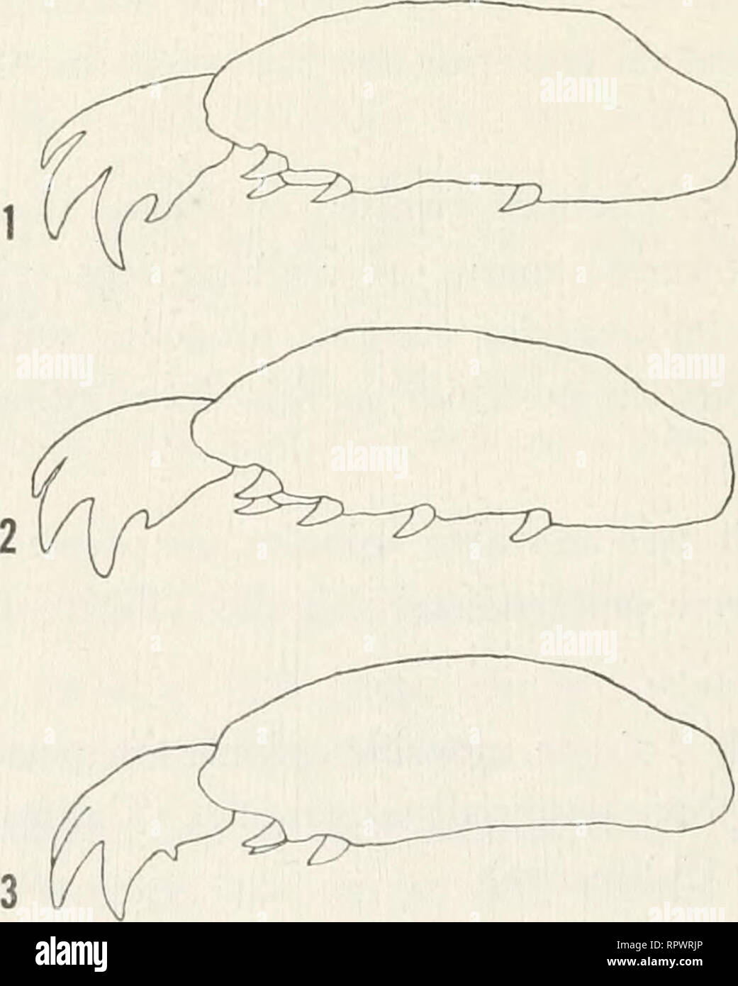 . Allan Hancock Pacific Expeditionen. Wissenschaftliche Expeditionen. 234 Allan Hancock PACIFIC EXPEDITIONEN VOL. 24 Polyonyx confinis, neue Arten Platte 17; Text-Bild. 12 (3) Arten: Holotypus, männlich, Allan Hancock Foundation Kat. Nr. 3817, von Corinto, Nicaragua, 3 Klafter tief; 5. Januar 1938; während des östlichen Pazifischen Zaca Expedition von 1937-1938, New York Zoologische Gesellschaft, am Zaca Station 200 D-14 gesammelt. Paratype: gleiche Daten als holotypus, einem ovigerous weiblich. Diagnose: Panzers subovate, deutlich breiter als lang; vorne quer in der Vorderansicht; merus mit einem starken Keule am anterioren Rand; anterior Stockfoto
