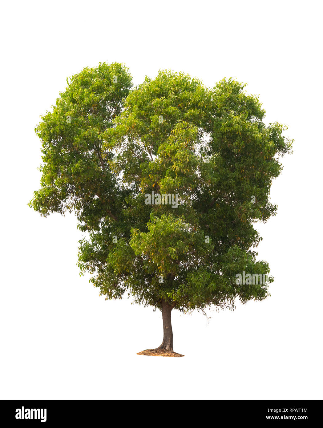 Isolierte Baum auf weißem Hintergrund Stockfoto