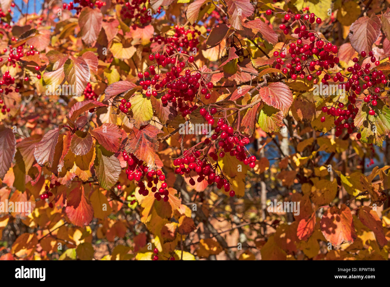 Schwarz Hawthorn Tree und Beeren im Herbst entlang der Blue Ridge Parkway in North Carolina Stockfoto