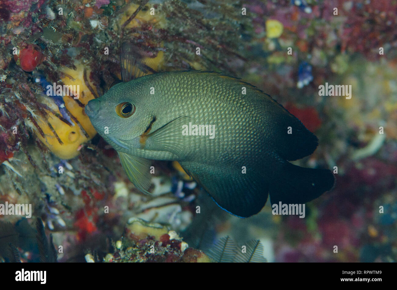 Angelfisch mit Perlmuschel, Centropyge vroliki, Yilliet Kecil Tauchplatz, in der Nähe der Insel Yilliet, Misool, Raja Ampat, West Papua, Indonesien Stockfoto