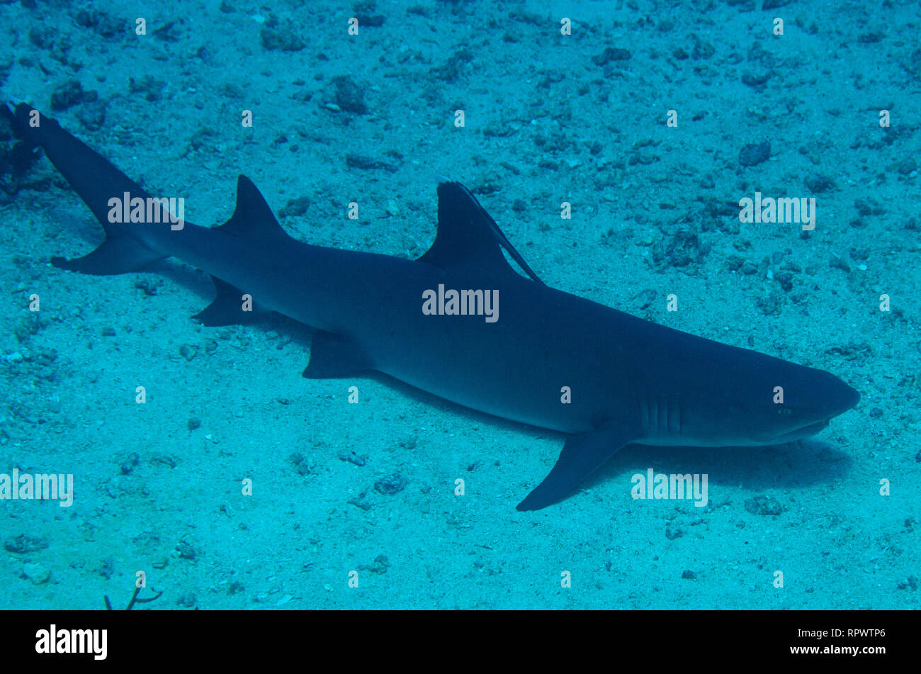 White-Tip Reef Shark, Triaenodon obesus, auf Sand ruhend, Nudi Rock Tauchplatz, Fiabacet Island, Misool, Raja Ampat, West Papua, Indonesien Stockfoto