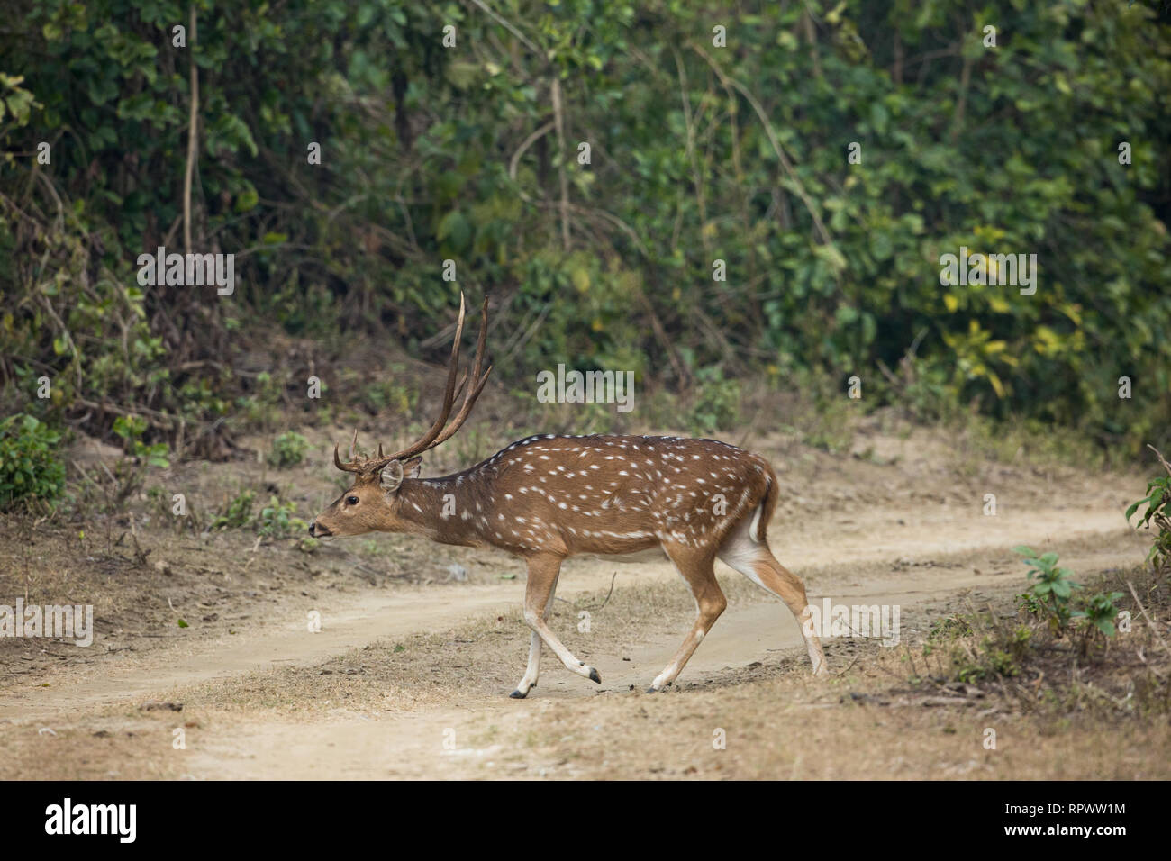 Achse Rotwild (Achse). Männliche oder Hirsch vorsichtig überqueren Fahrzeug Track in den Wäldern des Corbett National Park. Im Norden Indiens. Stockfoto