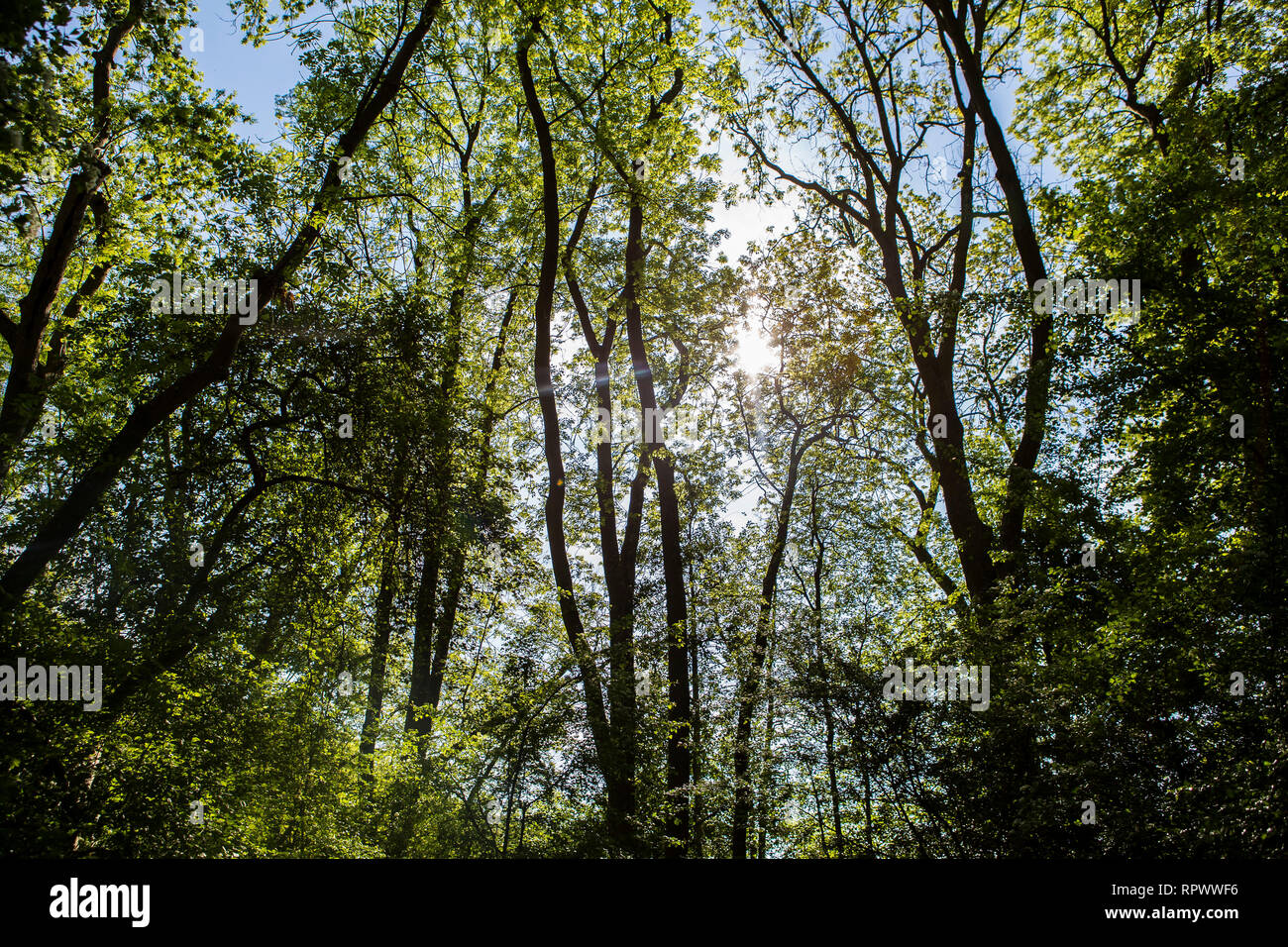 Sonne scheint durch die Bäume in einem Wald in Kent Stockfoto