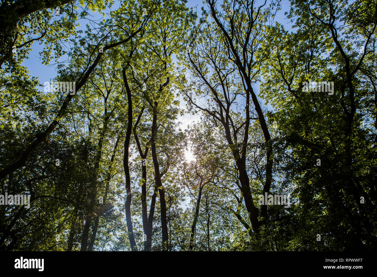 Sonne scheint durch die Bäume in einem Wald in Kent Stockfoto