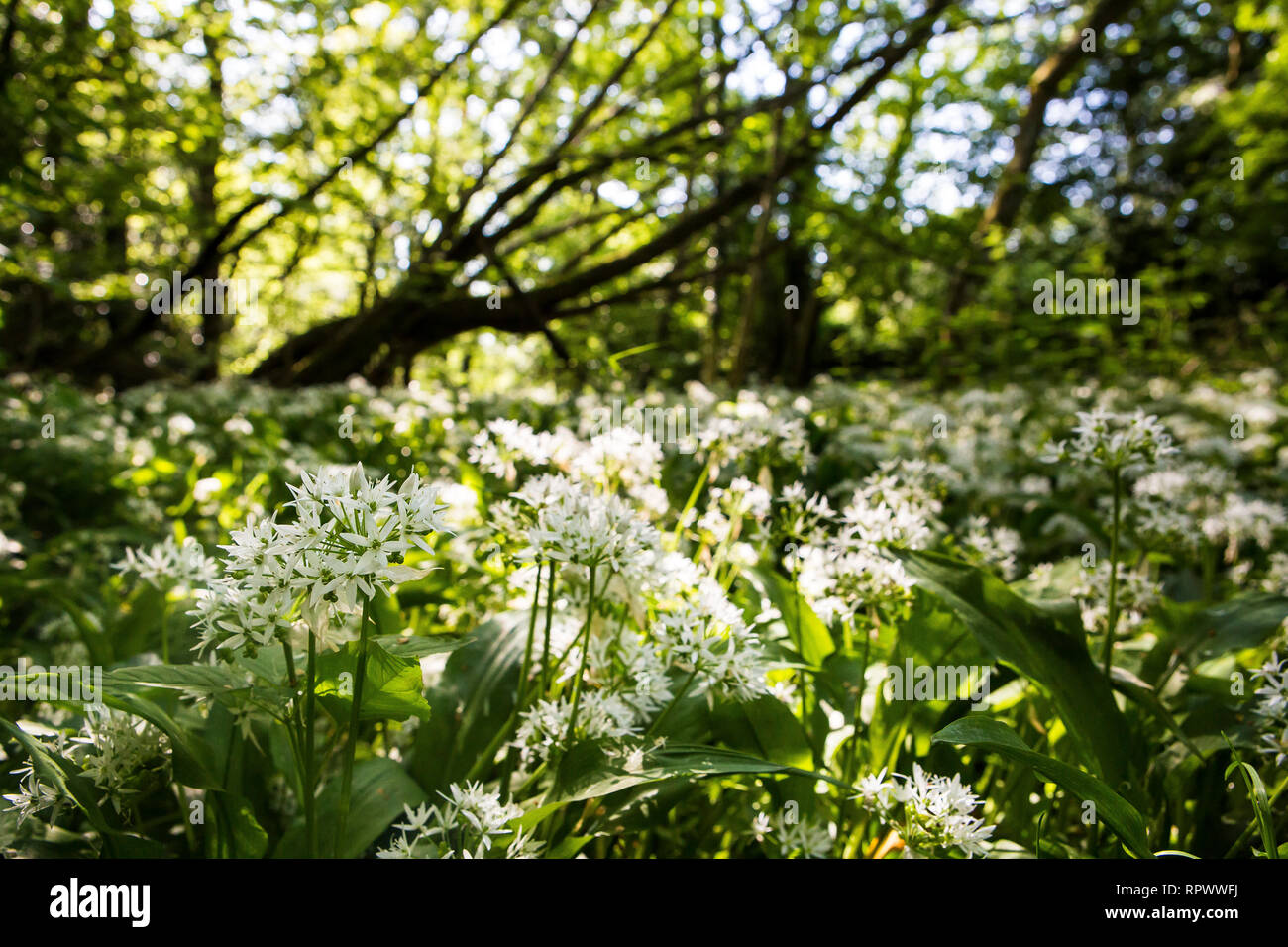 Bärlauch im Wald, Kent, Großbritannien Stockfoto