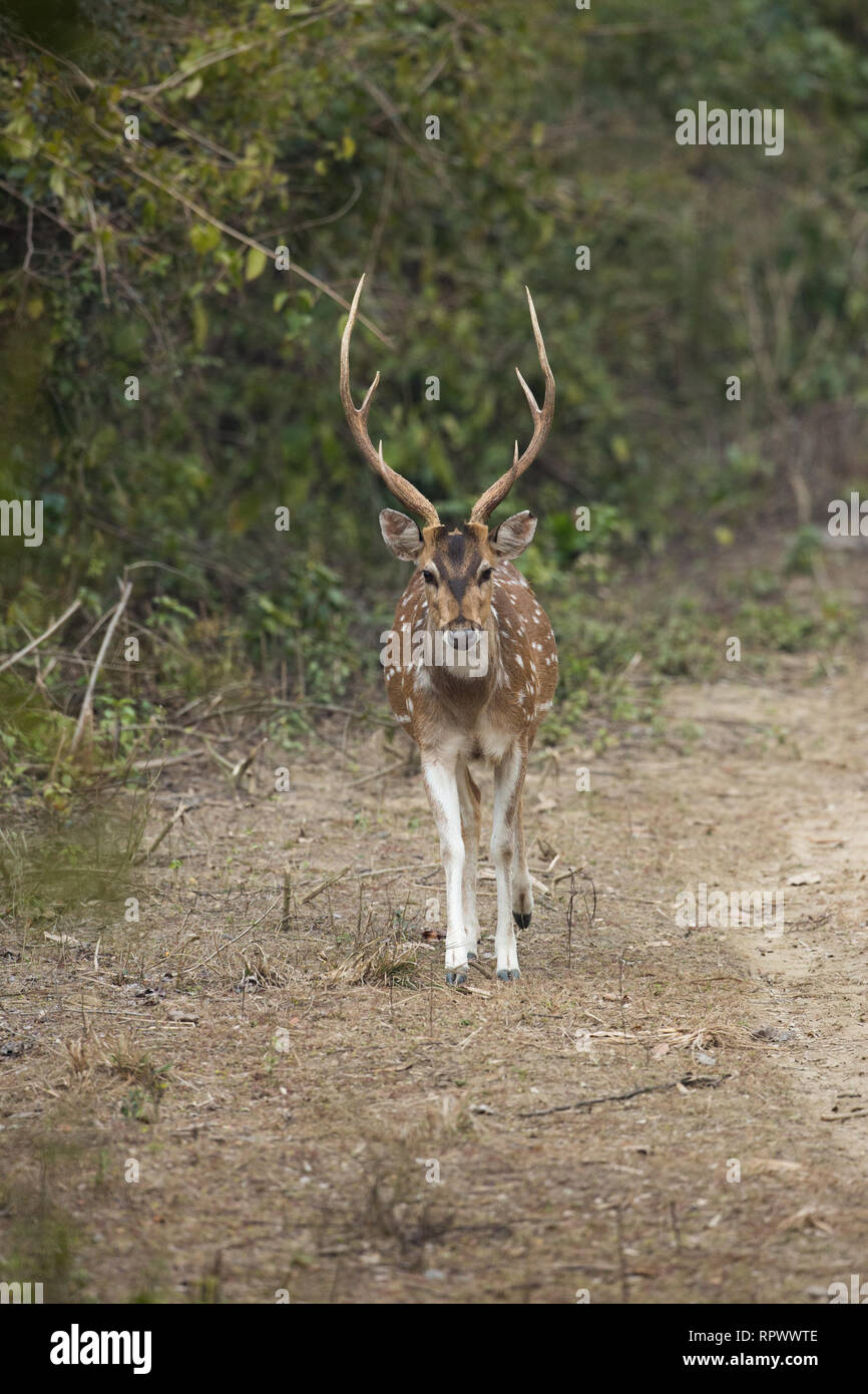 Chital, Achse, oder Spotted Deer (Achse). Erwachsene männliche oder Hirsch. Drei tined Geweih deuten darauf hin, dass er in einem Topzustand oder ​, weil er allein ist, vor kurzem von einem anderen in der Herde gerissen. Stockfoto