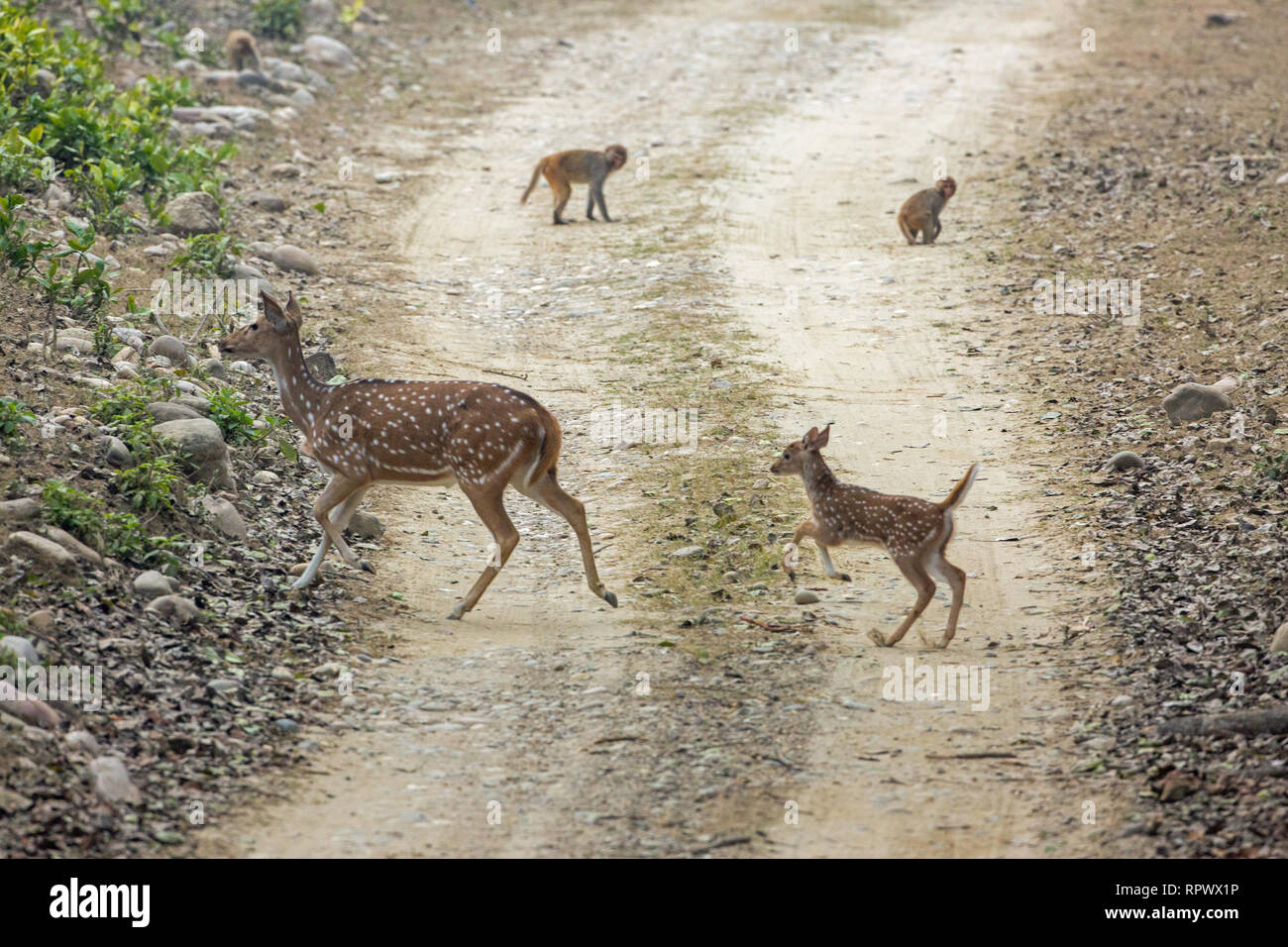 Chital Hirsch, Reh und fawn (Achse) und Rhesus Macaque und juvenile (Macaca), Kreuzung safari Fahrzeug gleichzeitig, aber ​Going in entgegengesetzte Richtungen Stockfoto