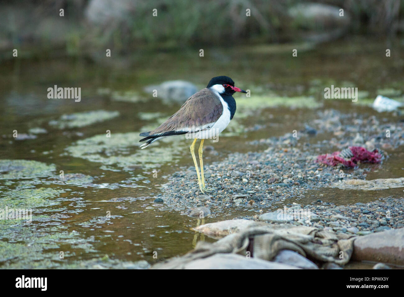 Rot - Gelbstirn-blatthühnchen Kiebitz oder Rot-Gelbstirn-blatthühnchen Plover (Vanellus Indic​us). Single vogel ​Foraging in einem strassenrand Süßwasser-Stream, unter menschlichen weggeworfene Abfälle. ​ verbreitete Bewohner, Nordindien. Stockfoto