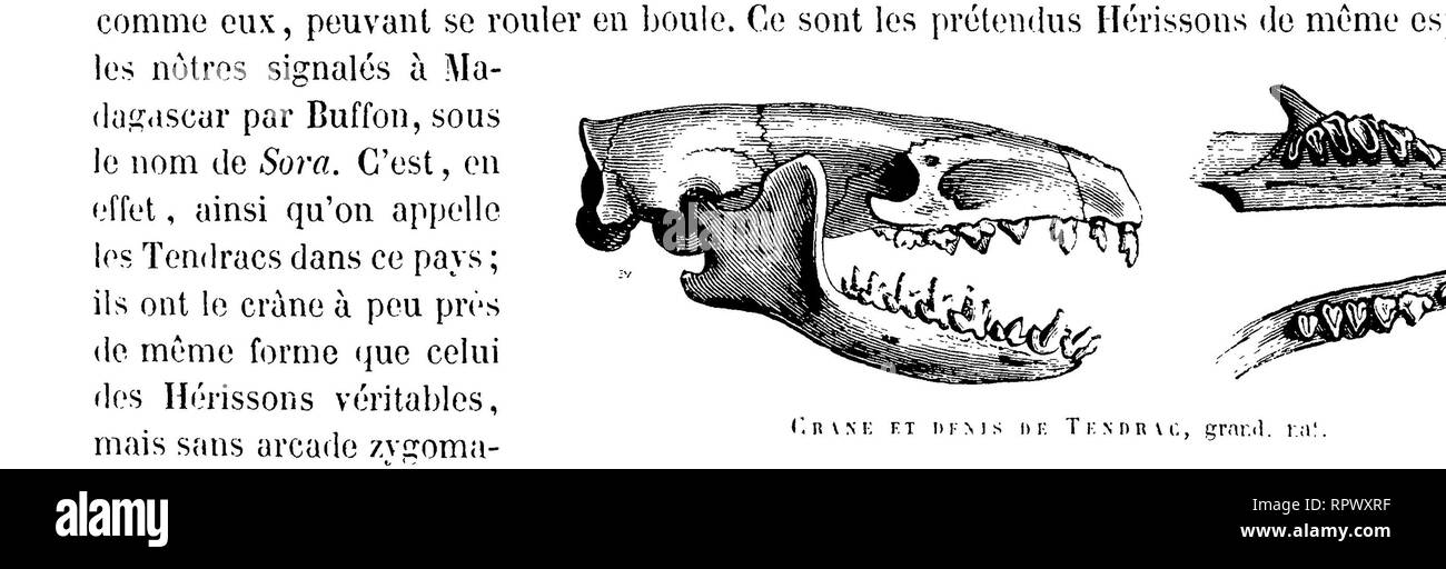 . Histoire Naturelle des mammifères, avec l'Angabe de Leurs, moeurs et de leurs Mehrfachrapport avec les Arts, le Commerce et l'agriculture;. Säugetiere. T r n d k c, v. v i n f u, '1 (Le &Lt;? Nin &Lt;l. Il n'est pas Bien bestimmte que l'auf distinguer doive eu l'Tier du même Pays que M. Martin eine décrit, en 1838, dans les Transaktionen de la Société zoologiste de Londres, Sous Le nom CÏEchinops Telfairi. D'après M. Telfair, Les habitants de Madagaskar l'appellent Sokina. Ce-Anhänger - M. Mai Zinn ne Donne à Son genre Echinops que trente-deux Dellen. (ÎKNiWi TAIVRECS (Centetes, Illiger). Les Tanrecs v Stockfoto