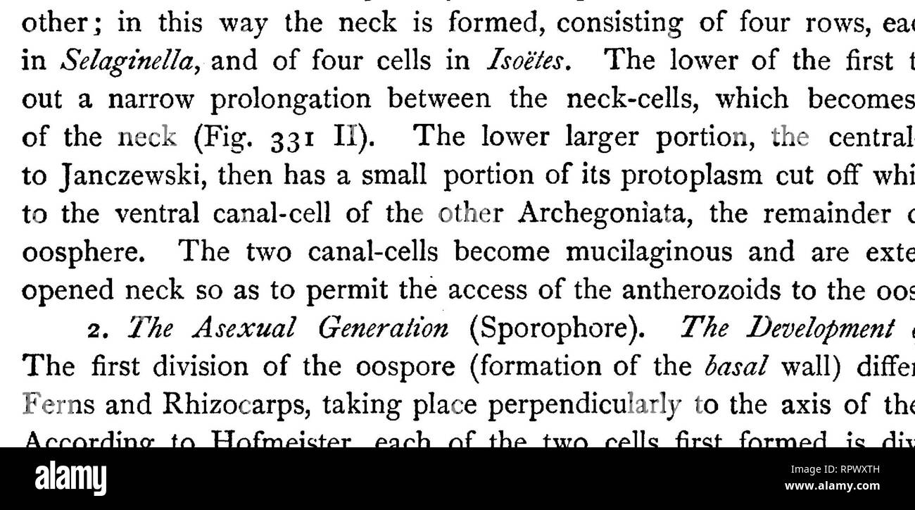 . Lehrbuch der Botanik, morphologischen und physiologischen. Botanik. FILICINEM. 473 Eine einfache Zelle; eine kleinere oder größere Anzahl der Geschäftsbereiche (Bild in der Regel in seinem unteren Teil. 332, A-D). Der Embryo selbst stammt aus der unteren (epibasal) die Hälfte der oospore. Durch die Dehnung der suspensor und die Kompression und die Absorption der umgebenden Zellen der Embryo ist in das Endosperm, in dem es jetzt die weitere Entwicklung durchläuft gezwungen, wie in Phanerogamen. In der Mutter-Zellen des Embryos (epibasal Zelle) zwei Segmente 1 sind in der Zwischenzeit, geformt durch die Wand II (quer Wand); Stockfoto