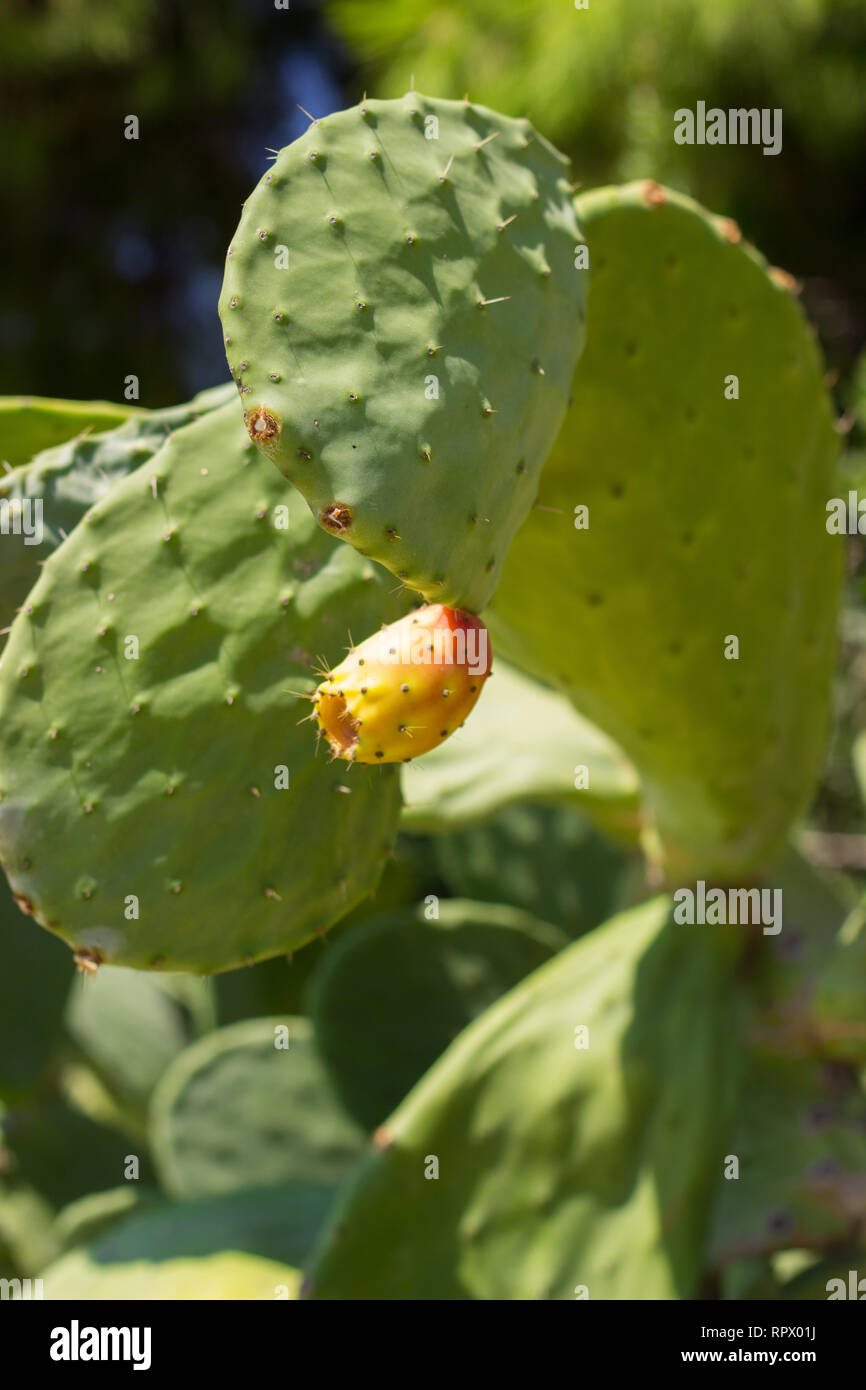 Feigenkaktus Obst - kaktusfrüchte Stockfoto