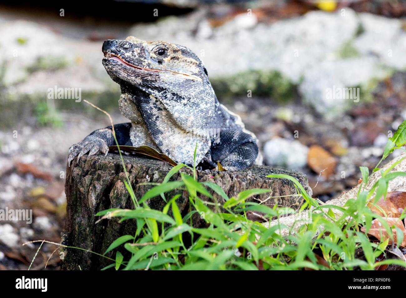 Scaley iguana Sonnenbaden auf einer hölzernen Stumpf, und wenn man die Kamera in der Sonne und Schatten auf dem yacatan an der Riviera in Mexiko auf der Suche nach Essen. Stockfoto