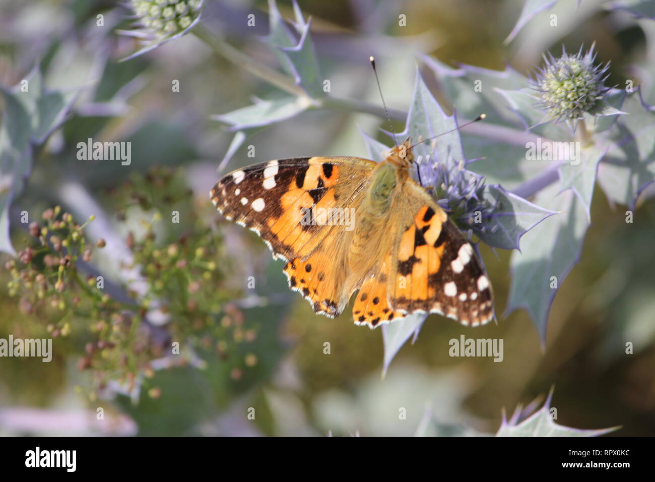 Distelfalter (Vanessa cardui) Besuch der lila Blüten einer Sea Holly (Eryngium maritimum) Auf der Insel Wangerooge, Deutschland Stockfoto