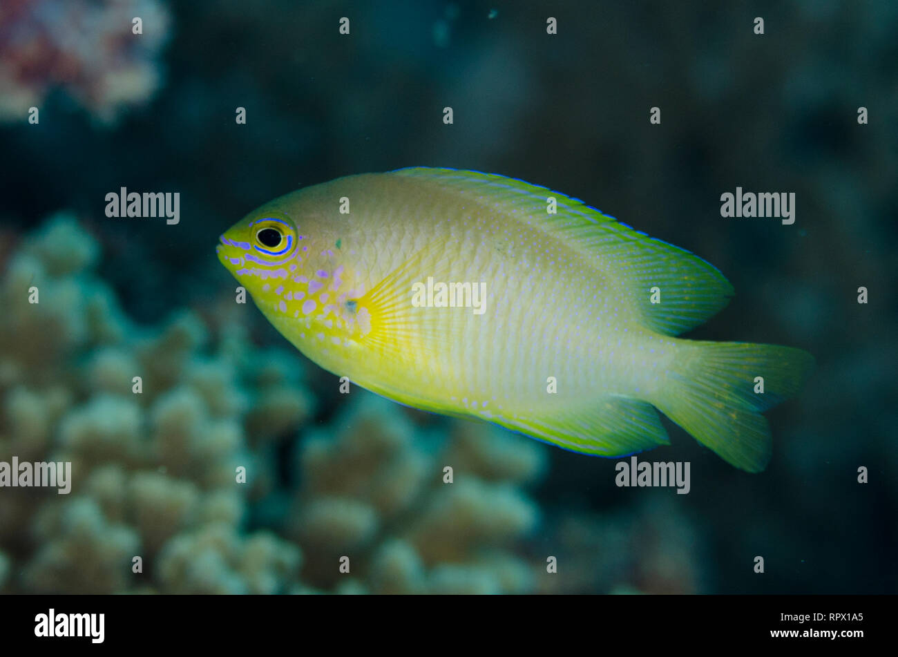 Ambon Damsel, Pomacentrus amboinensis, Anti-Chovie Sea Mount Tauchplatz, Farondi Island, Misool, Raja Ampat, West Papua, Indonesien Stockfoto