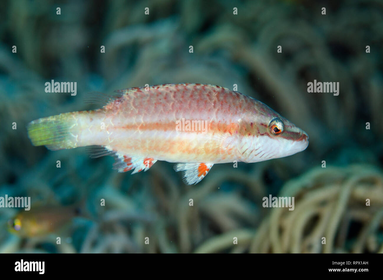 Wangen-lined Wrasse, Oxycheilinus digramma, Anti-Chovie Sea Mount Tauchplatz, Farondi Island, Misool, Raja Ampat, West Papua, Indonesien Stockfoto