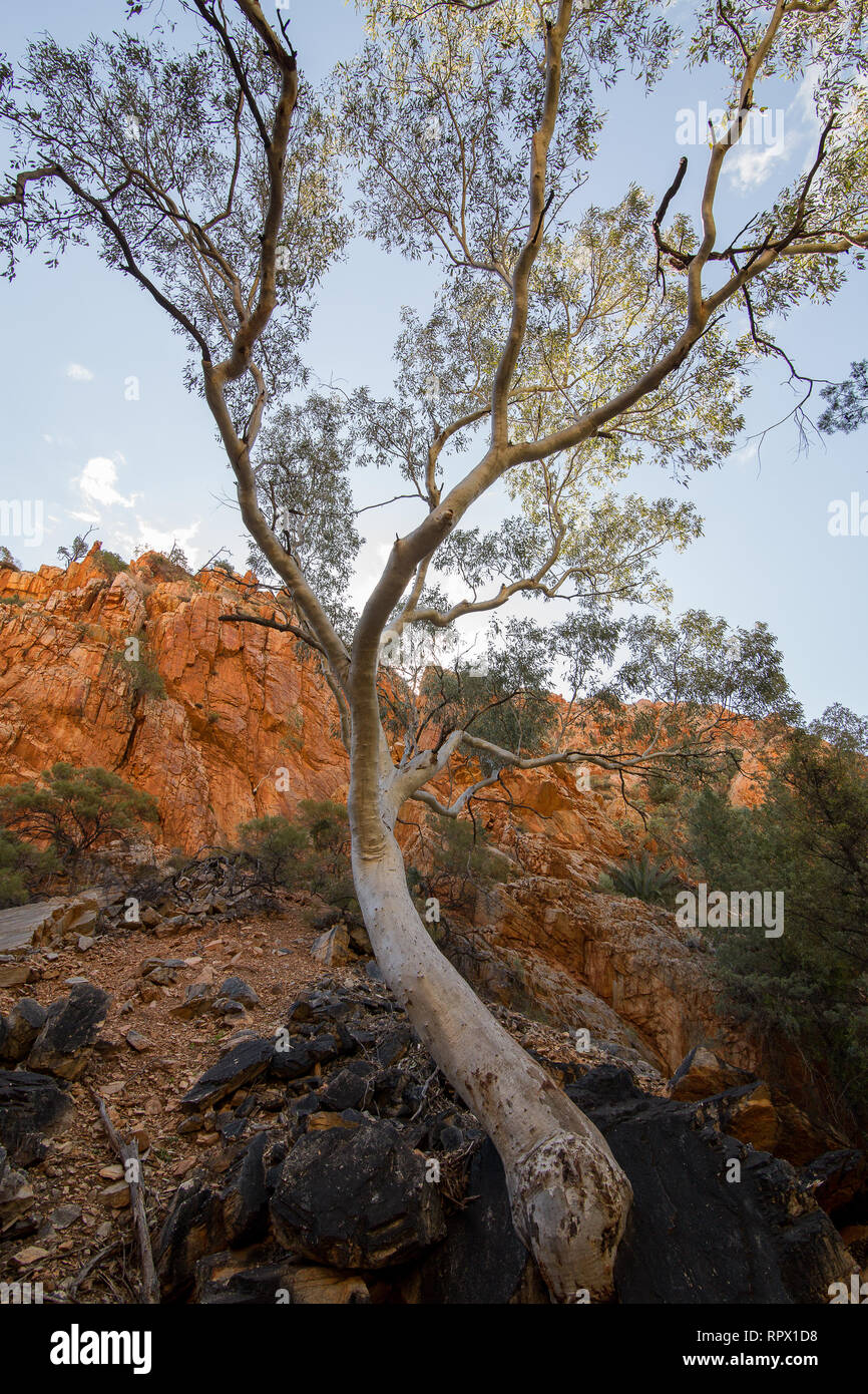 Standley Chasm Angkerle Atwatye ist als ein Muss angesehen Siehe 'spektakulären geologischen und bedeutenden kulturellen Ikone der zentralen Australien. Stockfoto