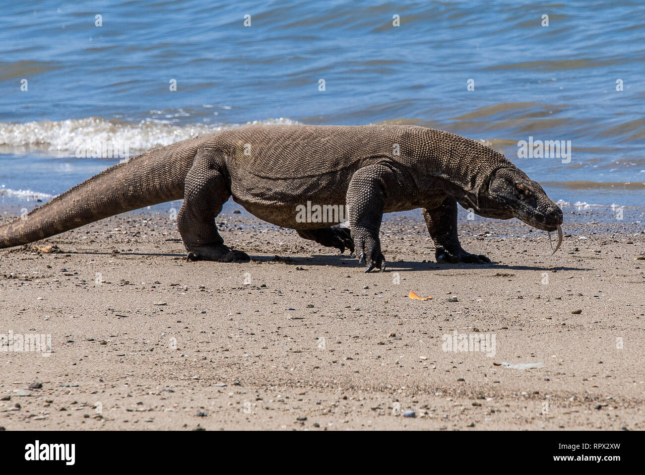 Komodo Drachen am Strand, Insel Komodo, East Nusa Tenggara, Indonesien Stockfoto