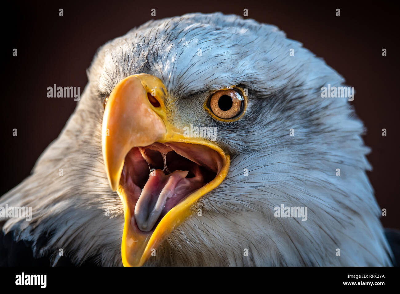 Close-up ein Weißkopfseeadler, Kanada Stockfoto