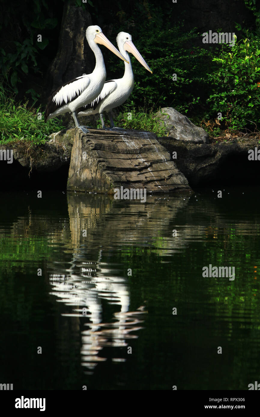 Zwei Pelikane durch einen Fluss, Indonesien Stockfoto