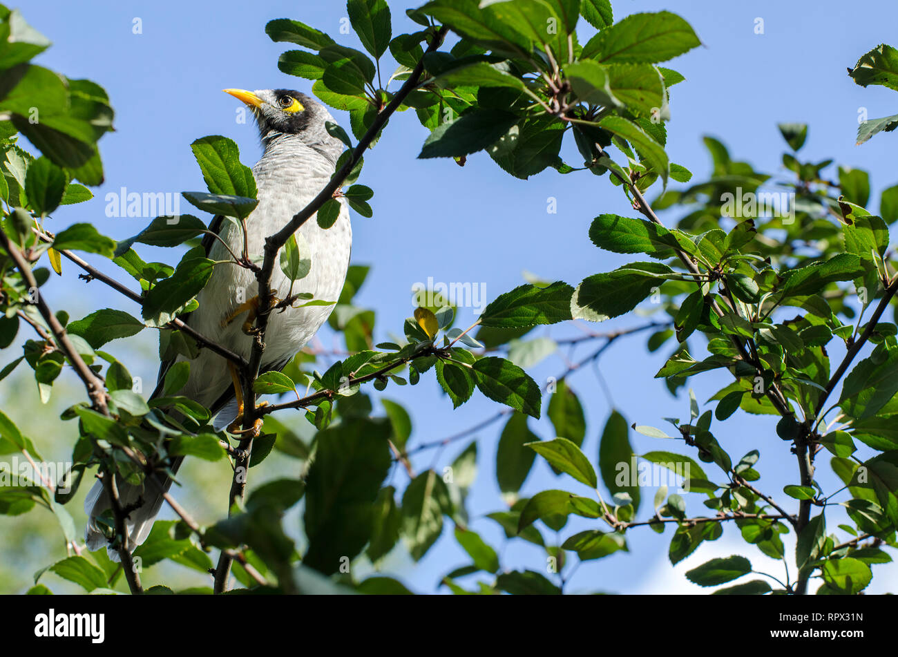Laut Miner Vogel (Manorina Melanocephala) in einem Baum, Australien Stockfoto