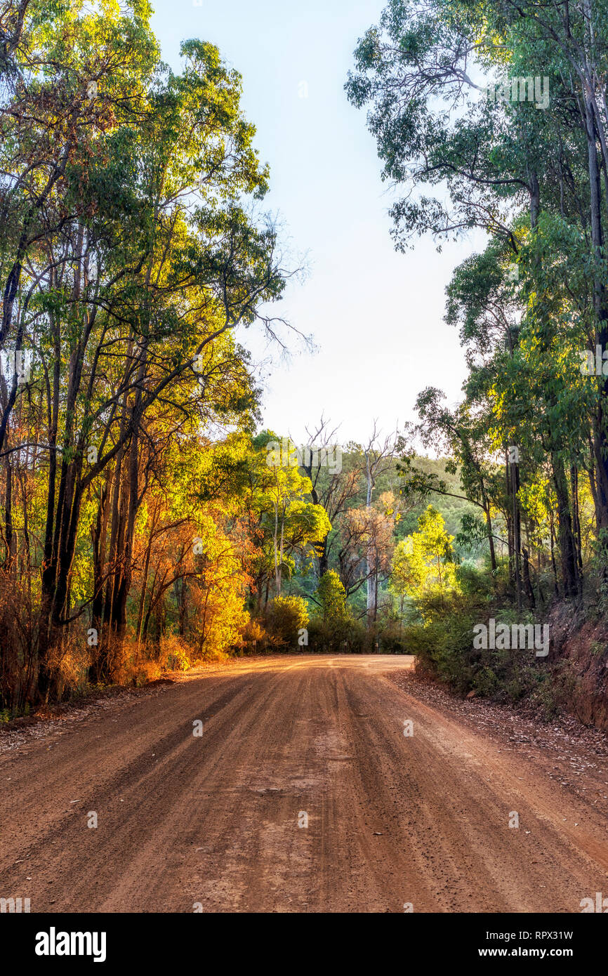 Straße durch den Wald, Perth, Western Australia, Australien Stockfoto