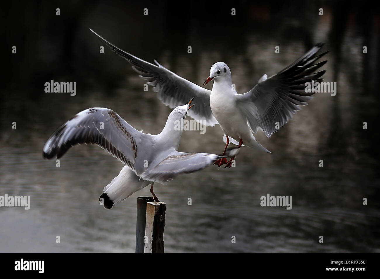 Zwei Vögel kämpfen, Japan Stockfoto