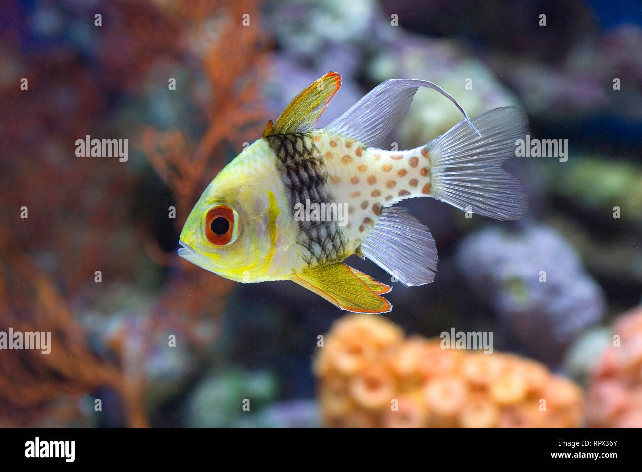 Fünf clown Fische schwimmen von einem Korallenriff, Indonesien Stockfoto