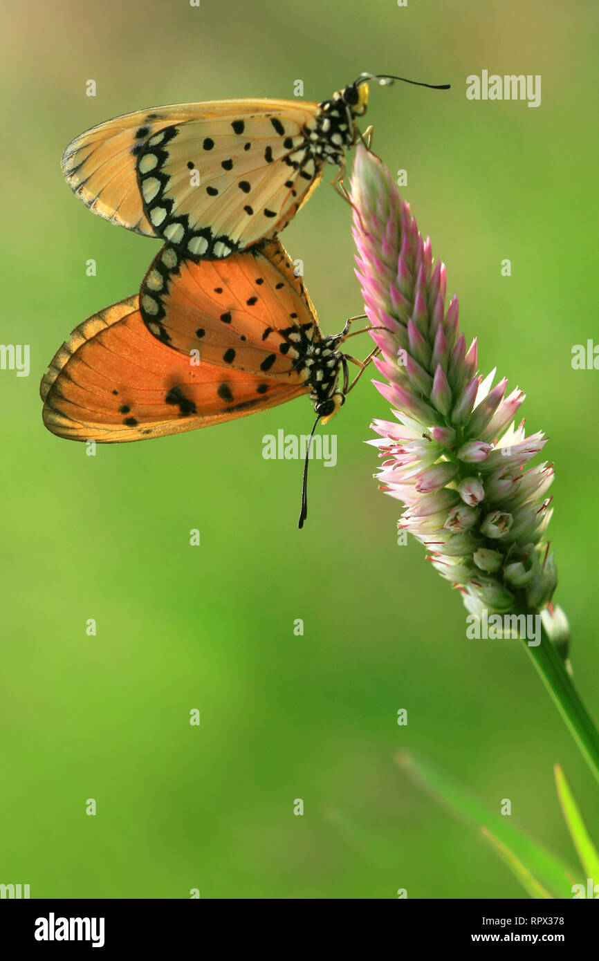 Zwei Schmetterlinge auf einer Blume, Indonesien Stockfoto