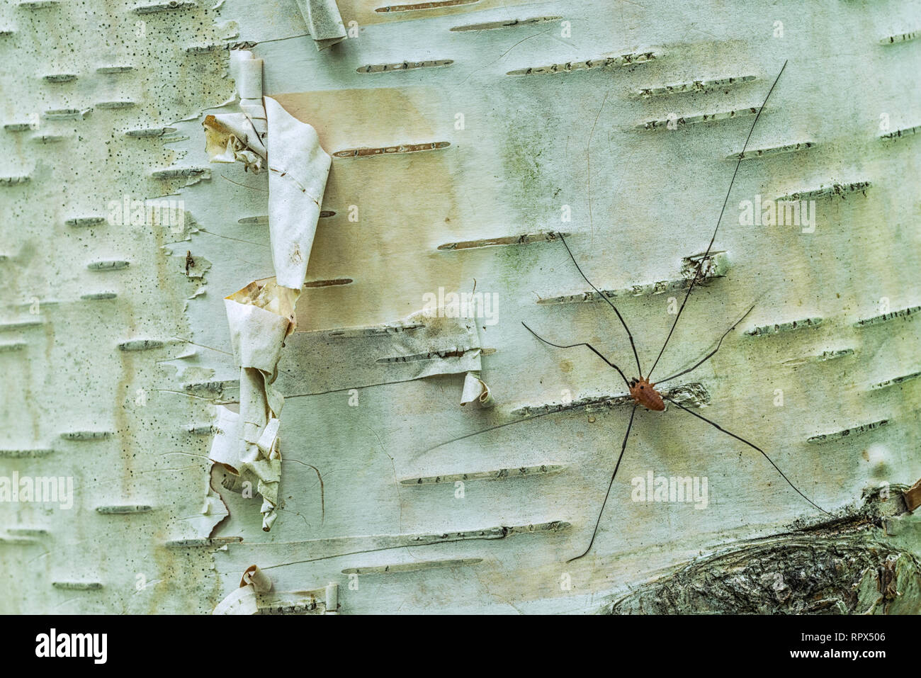 Lange beine auf spinne -Fotos und -Bildmaterial in hoher Auflösung – Alamy