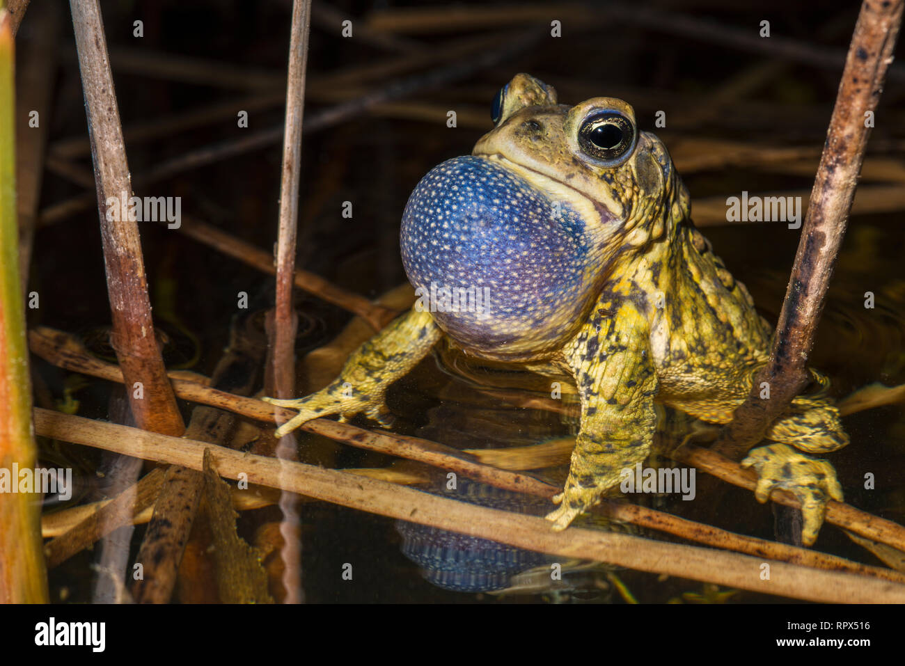 Zoologie/Tiere, Amphibien (Amphibia), eine männliche Amerikanische Kröte (Bufo americanus) mit Vocal sac aufblasen, Additional-Rights - Clearance-Info - Not-Available Stockfoto