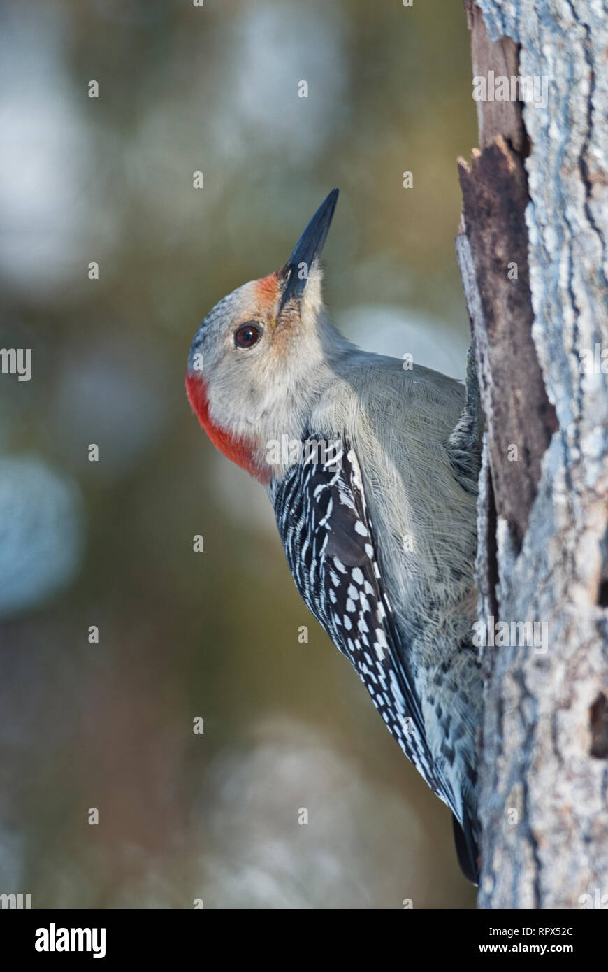 Zoologie/Tiere, Vogel/Vögeln (Aves), weiblich Red-bellied Woodpecker (Melanerpes carolinus) im Winter, Additional-Rights - Clearance-Info - Not-Available Stockfoto