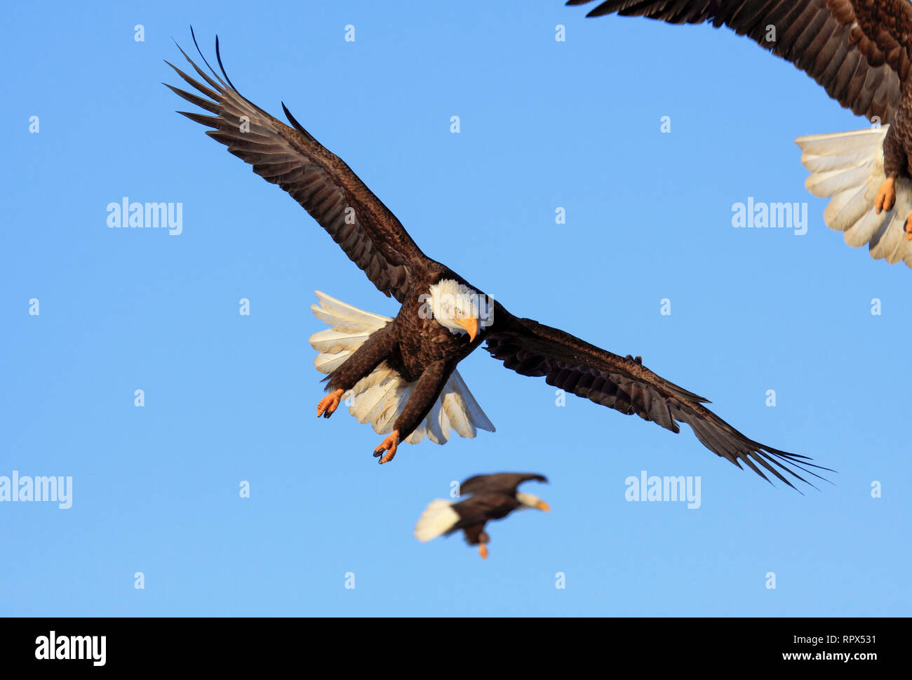 Zoologie/Tiere, Vögel (Aves), American Eagle, Haliaeetus leucocephalus, Alaska, USA, Additional-Rights - Clearance-Info - Not-Available Stockfoto
