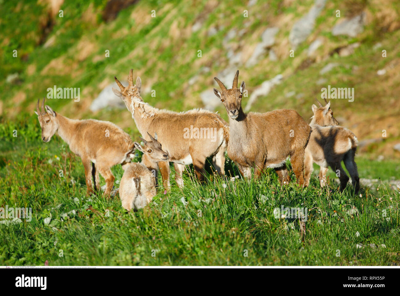 Zoologie/Tiere, Säugetiere, Säugetier/Alpensteinbock (Capra ibex), Additional-Rights - Clearance-Info - Not-Available Stockfoto