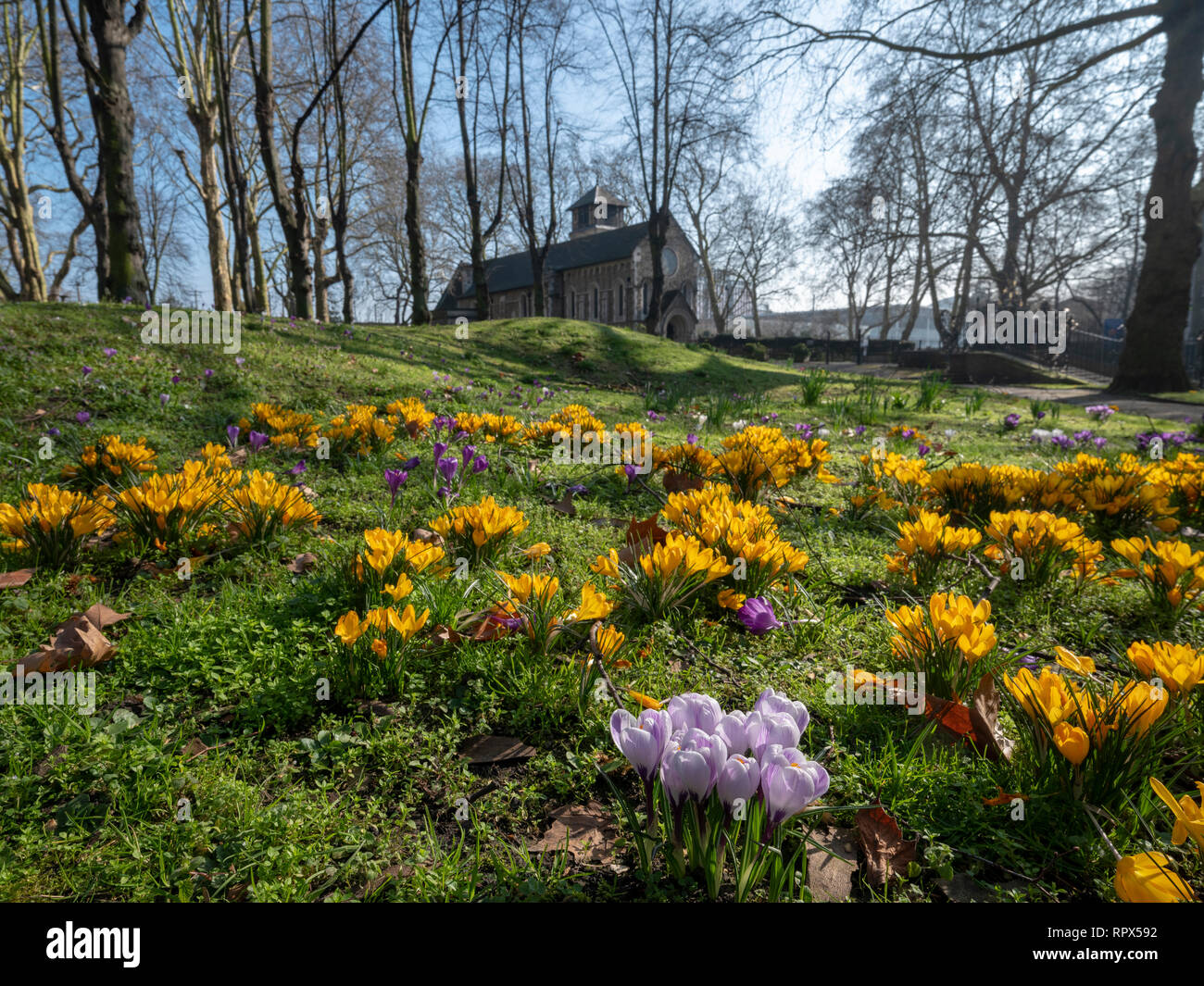 London St. Pancras Old Church Friedhof, 24. Februar 2019, Frühling Blumen sind bereits in der Blüte aufgrund der ungewöhnlich warmen und sonnigen Wetter Stockfoto