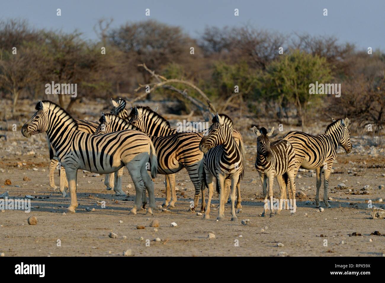 Zoologie, Säugetiere (Mammalia), ebenen Zebras (Equus quagga) in der Nähe der Wasserstelle Chudop, Etosha National Par, Additional-Rights - Clearance-Info - Not-Available Stockfoto