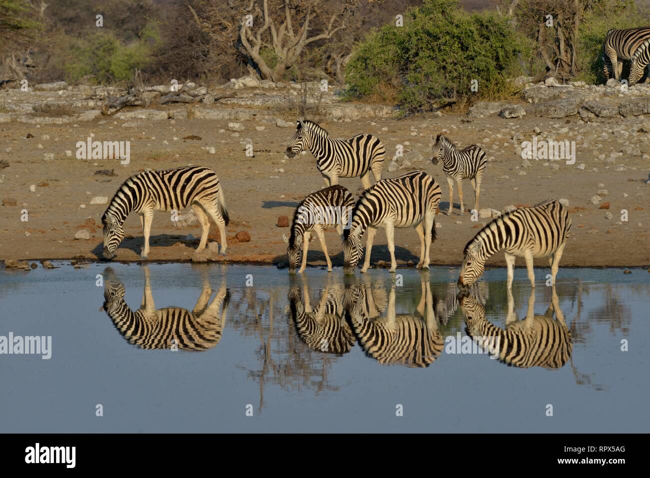 Zoologie, Säugetiere (Mammalia), ebenen Zebras (Equus quagga) auf das wasserloch Chudop, Etosha National Park,, Additional-Rights - Clearance-Info - Not-Available Stockfoto