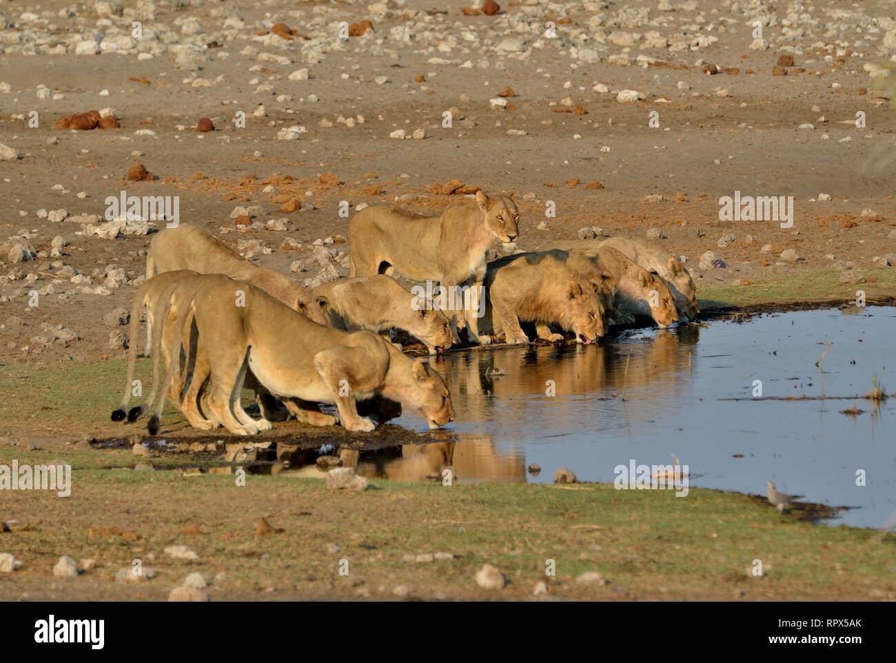 Zoologie, Säugetiere (Mammalia), Löwe (Panthera leo) am Wasserloch Chudop, Etosha National Park, Namibia, Additional-Rights - Clearance-Info - Not-Available Stockfoto