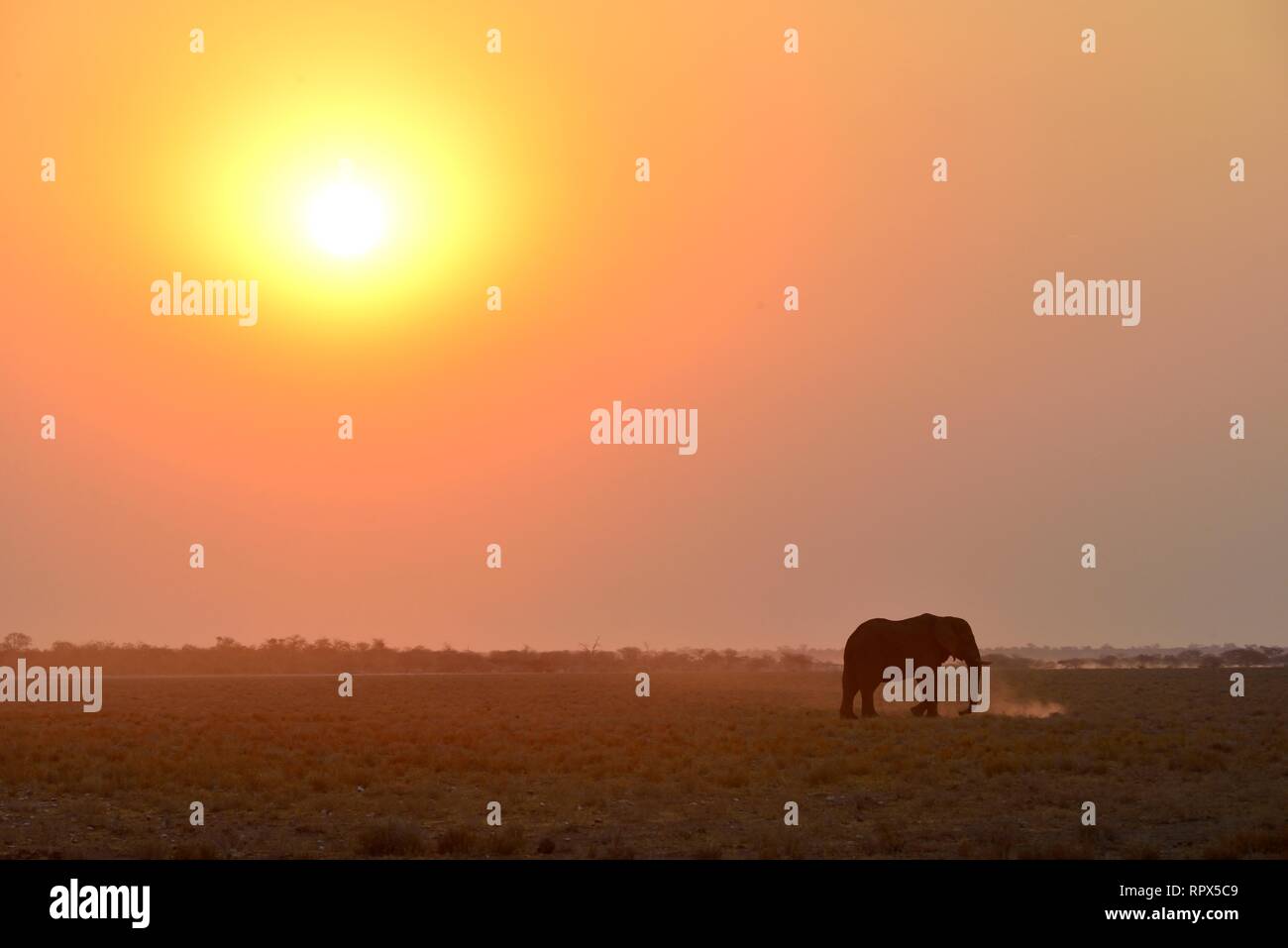 Zoologie, Säugetiere (Mammalia), Elefant (Loxodonta africana) im Sonnenuntergang, Etosha National Park, Namibia, Additional-Rights - Clearance-Info - Not-Available Stockfoto