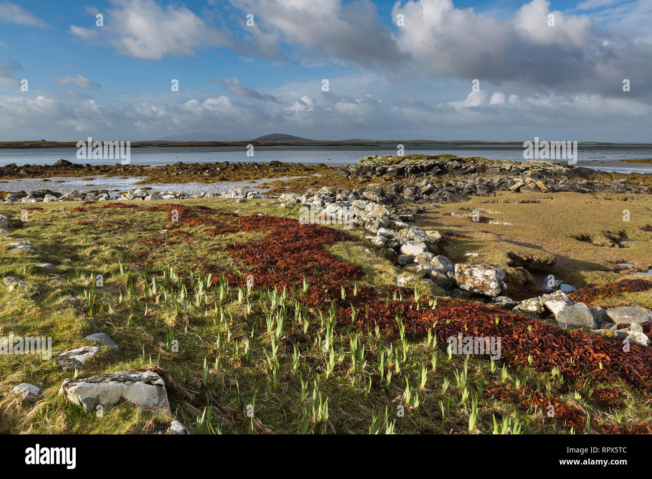 Algen und Steine am Ufer bei Cairinis, North Uist, Äußere Hebriden, Schottland Stockfoto