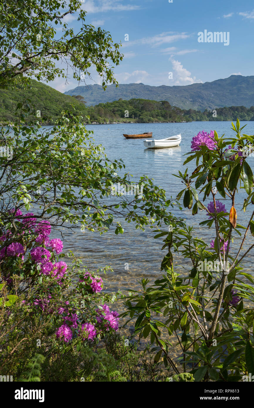 Boote am Loch Morar durch Sommer gesehen, blühende Büsche. Morar, Hochland, Schottland Stockfoto