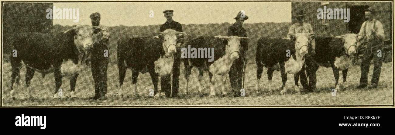 . Landwirtschaft für allgemeine Schulen. Die Landwirtschaft. 230 LANDWIRTSCHAFT FÜR GEMEINSAME SCHULEN Horn, ist aber in Gewicht. Herefords eignen sich hervorragend für Rindfleisch, jedoch sind kleine Milcherzeuger, die Kuh und das Kalb kaum genug zu unterstützen. Sie sind in der Farbe rot mit weissen Flächen, und weiß auf der Kehle, Bauch, Füße, und Schalter. Diese Rasse ist nicht ganz so gut für enge Beschränkung als Kurze - Horn, aber auf der Western Plains und reicht sie Shorthorns überlegen sind. Sie sind gute "rusders" und kann live auf der kargen Weideland. Die erste Herefords waren nach Amerika, von Henry Clay 1817 gebracht Stockfoto