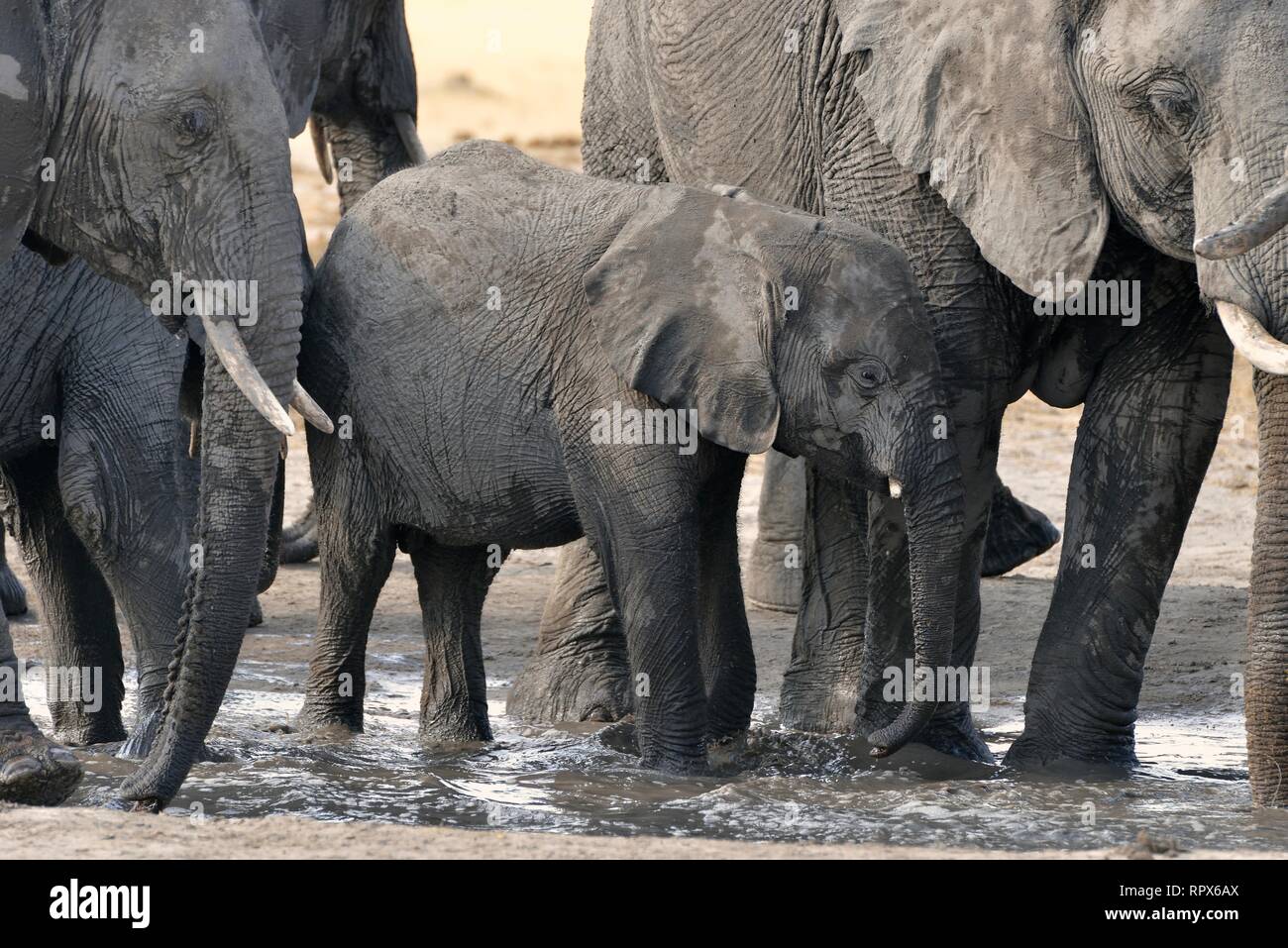Zoologie, Säugetiere (Mammalia), Elefant (Loxodonta africana) an einer Wasserstelle in der Nähe von Somalisa, Hwange Nati, Additional-Rights - Clearance-Info - Not-Available Stockfoto