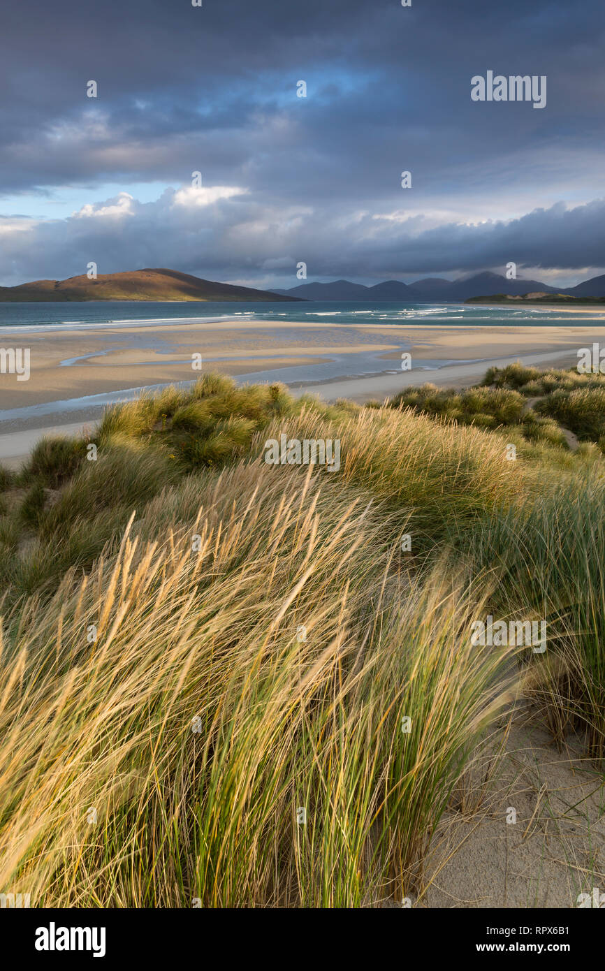 Gras in den Dünen weht im Wind in Seilebost, Isle of Harris, Äußere Hebriden, Schottland Stockfoto