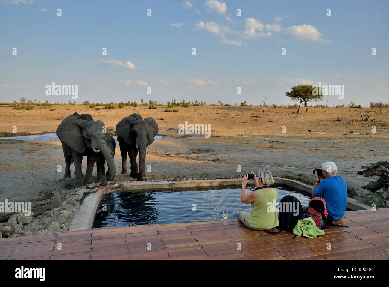 Zoologie, Säugetiere (Mammalia), Touristen beobachten Elefant (Loxodonta africana), Somalisa Camp, Hwange Nati, Additional-Rights - Clearance-Info - Not-Available Stockfoto